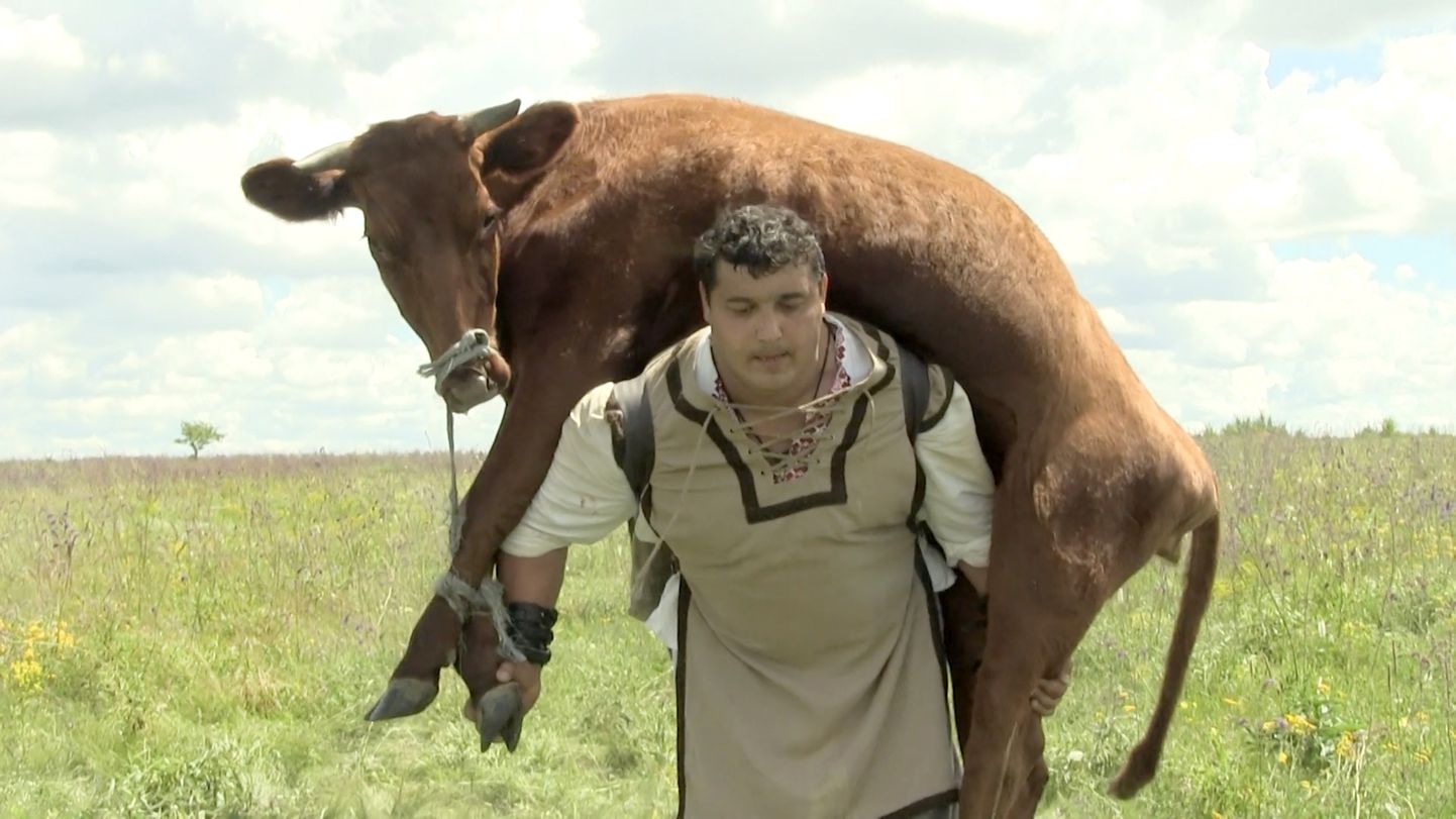 Ukrainlane Dmitro Haladži tassib 350 kilogrammi kaaluvat lehma.