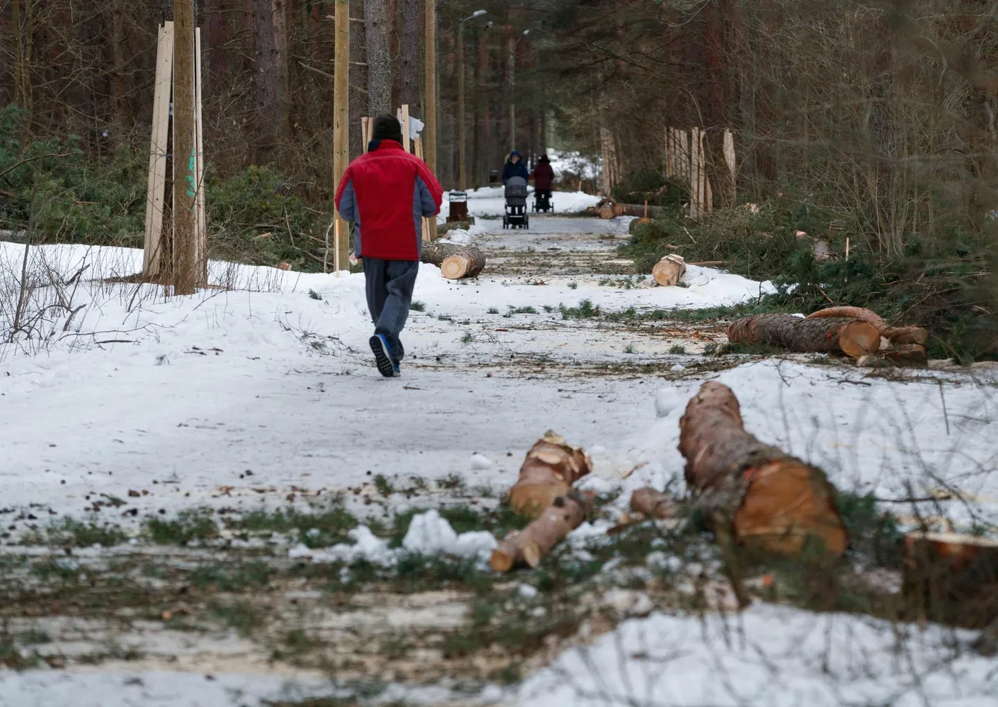 Sütiste metsa terviseraja ääres langetati märtsis sadu puid.