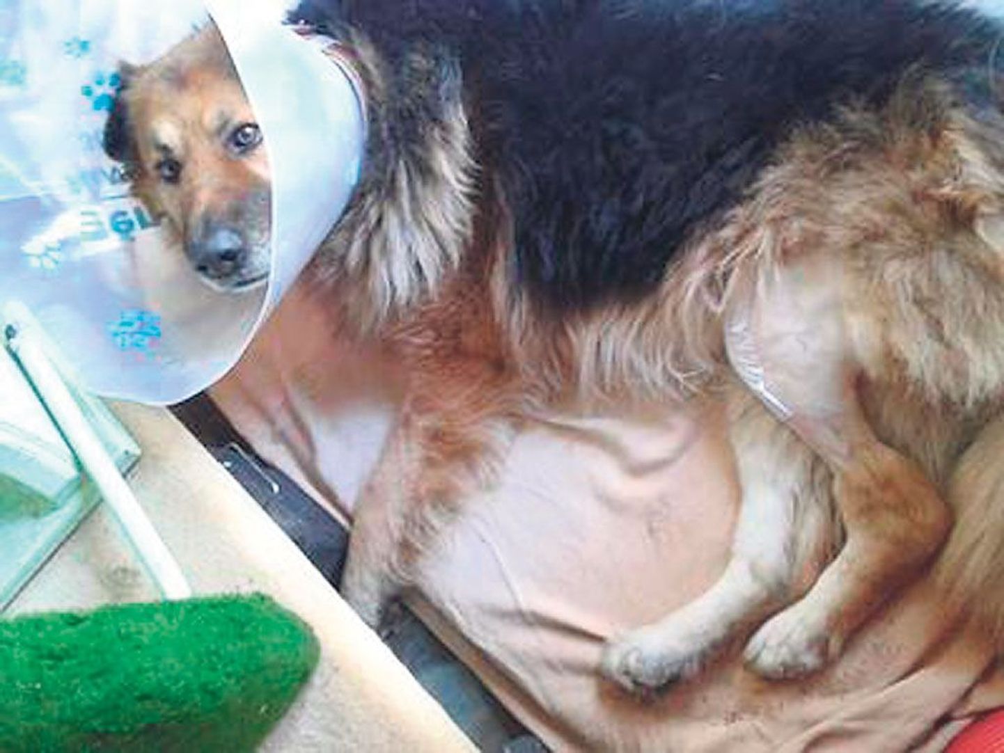 Üle kivide joostes veebruari lõpus raske jalavigastuse saanud Rexi operatsioon õnnestus ning koera peremees ja varjupaik on annetajatele südamest tänulikud.