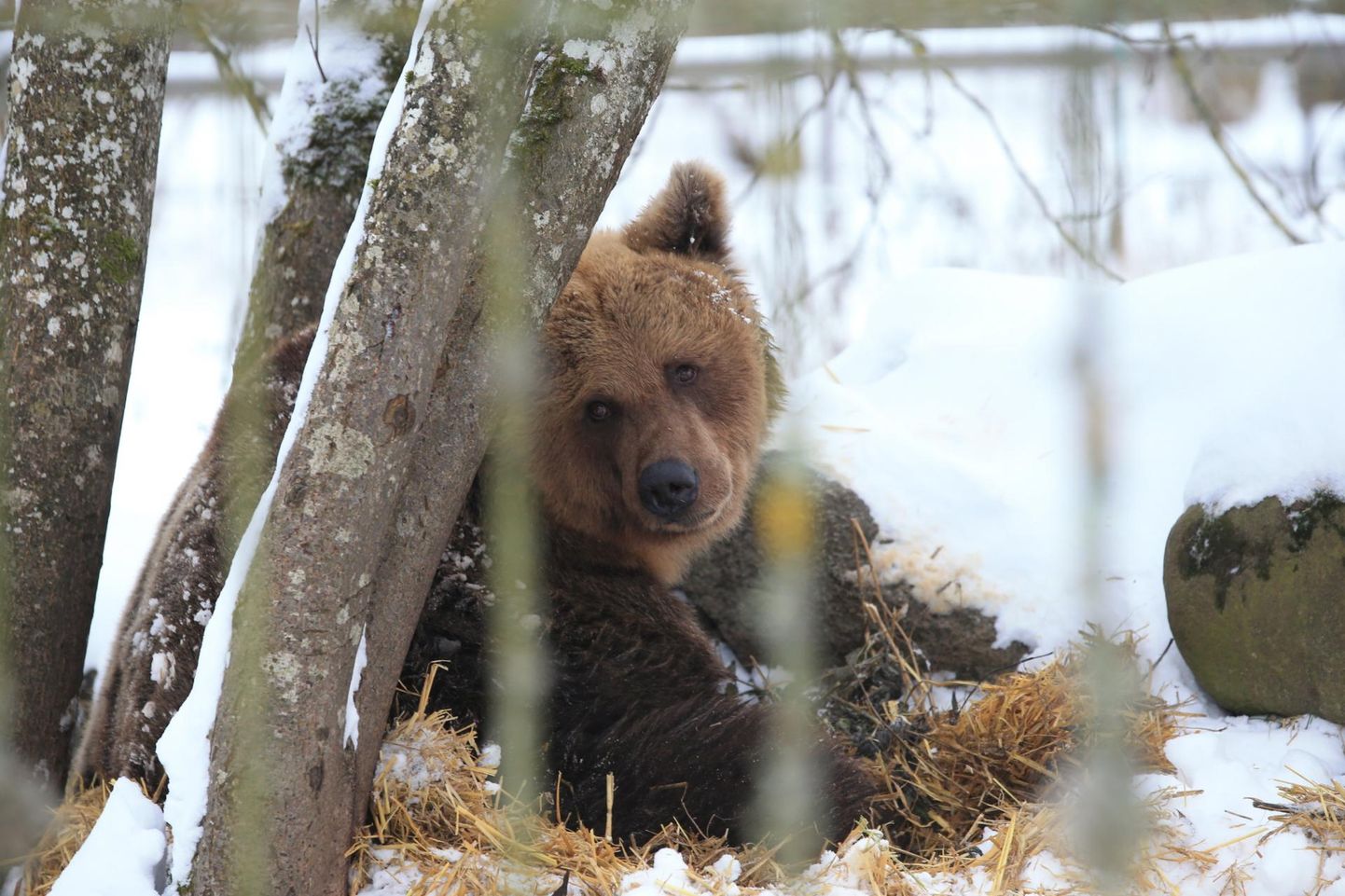 Karu Karoliine sööb küll sügisel tubli rasvakihi naha alla, kuid talve­unne siiski ­ei jää.