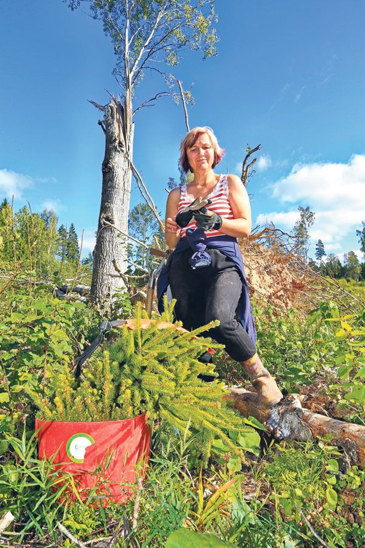 Füüsilisest isikust ettevõtja, metsaistutaja Terje Madi alustas eile Kambja vallas noorte kuuskede istutamist. Päevas istutab ta ligi 600 puukest.