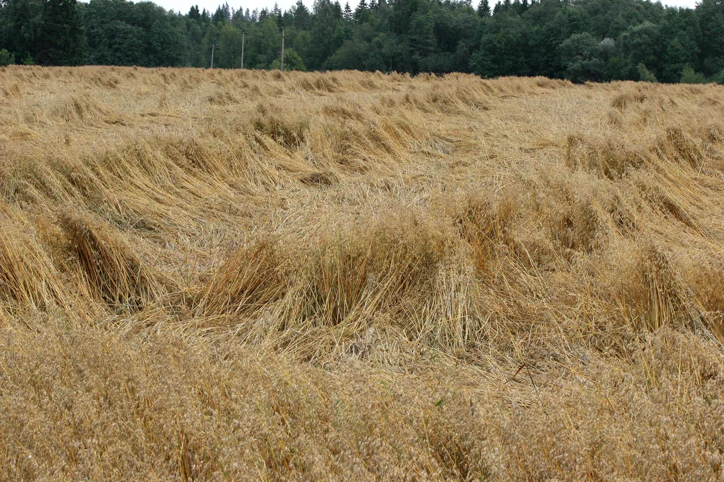 Kaerapõld.