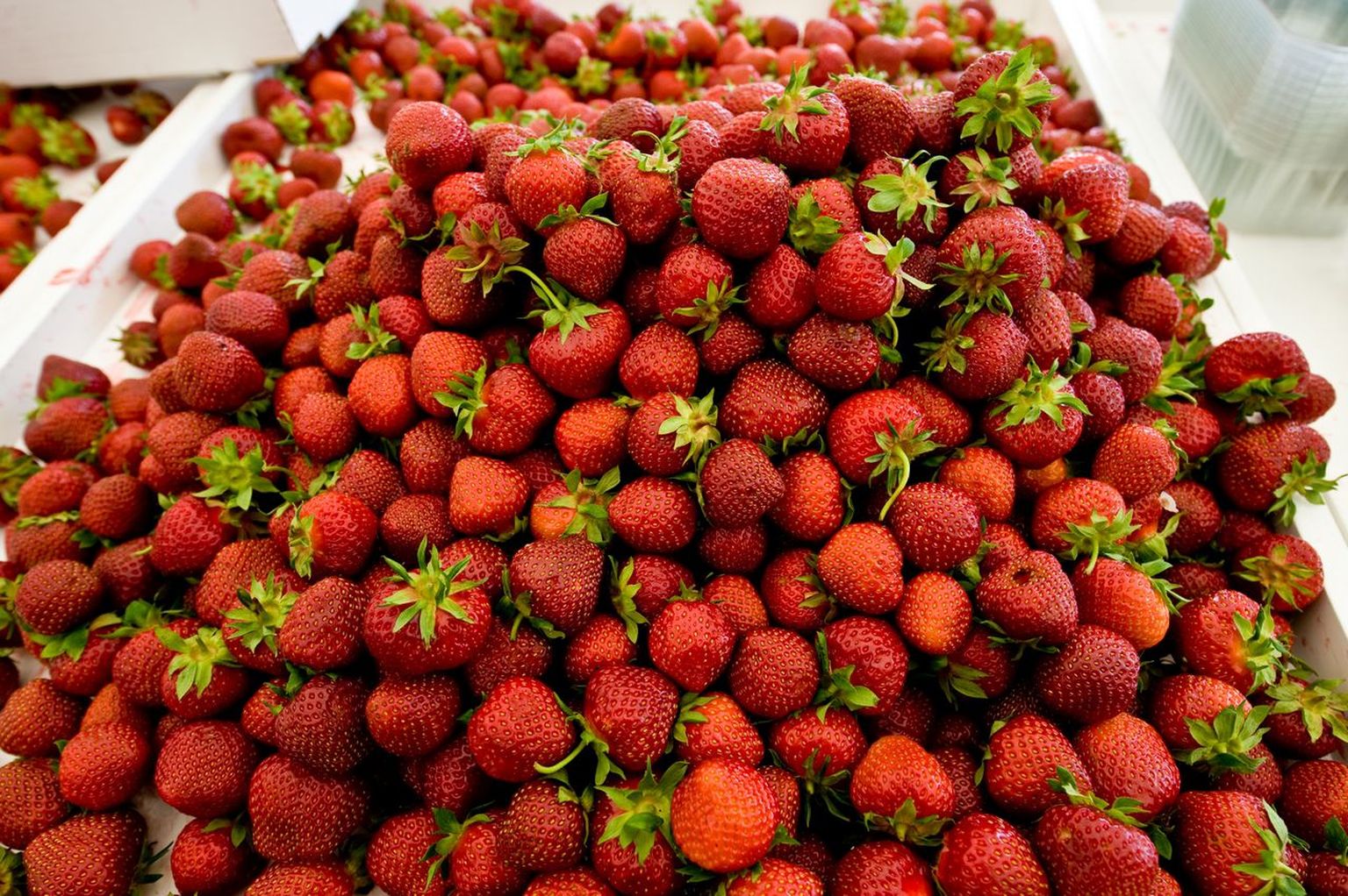 Kodumaine maasikasaak tõotab tulla korralik.