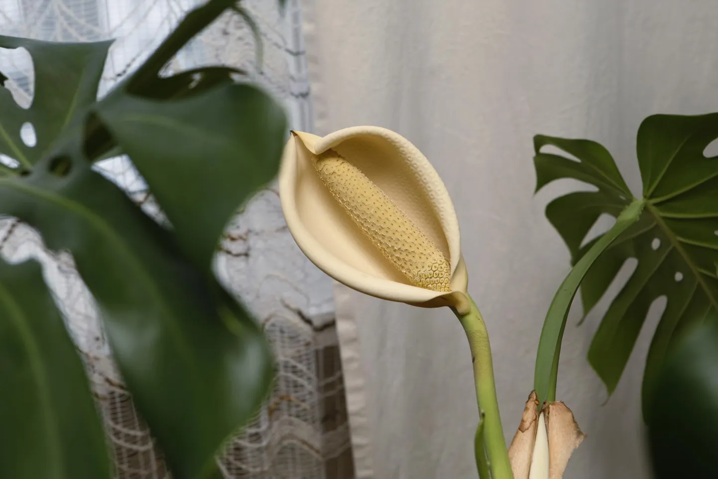 Monstera õis meenutab suurt kallaõit ja söödav vili maisitõlvikut.