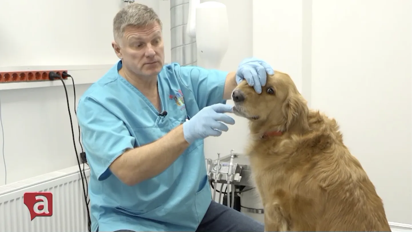 Ekrānuzņēmums no "PetCity" video.