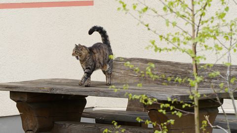 Pirmdien vietām iespējama neliela krusa