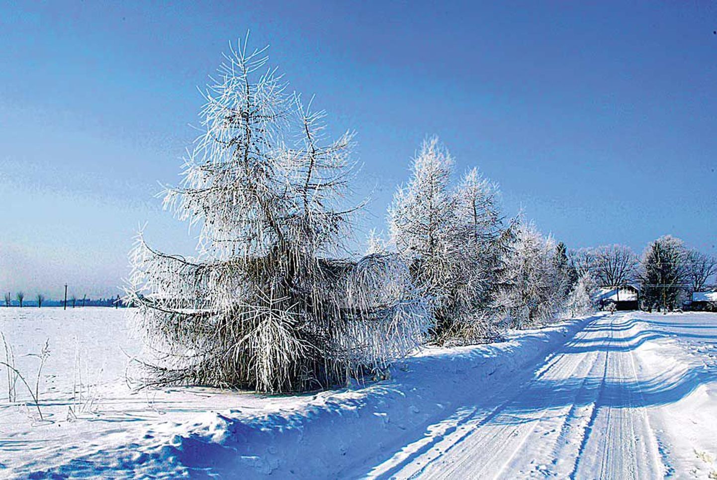 Fotol talvpäev Viljandimaal.