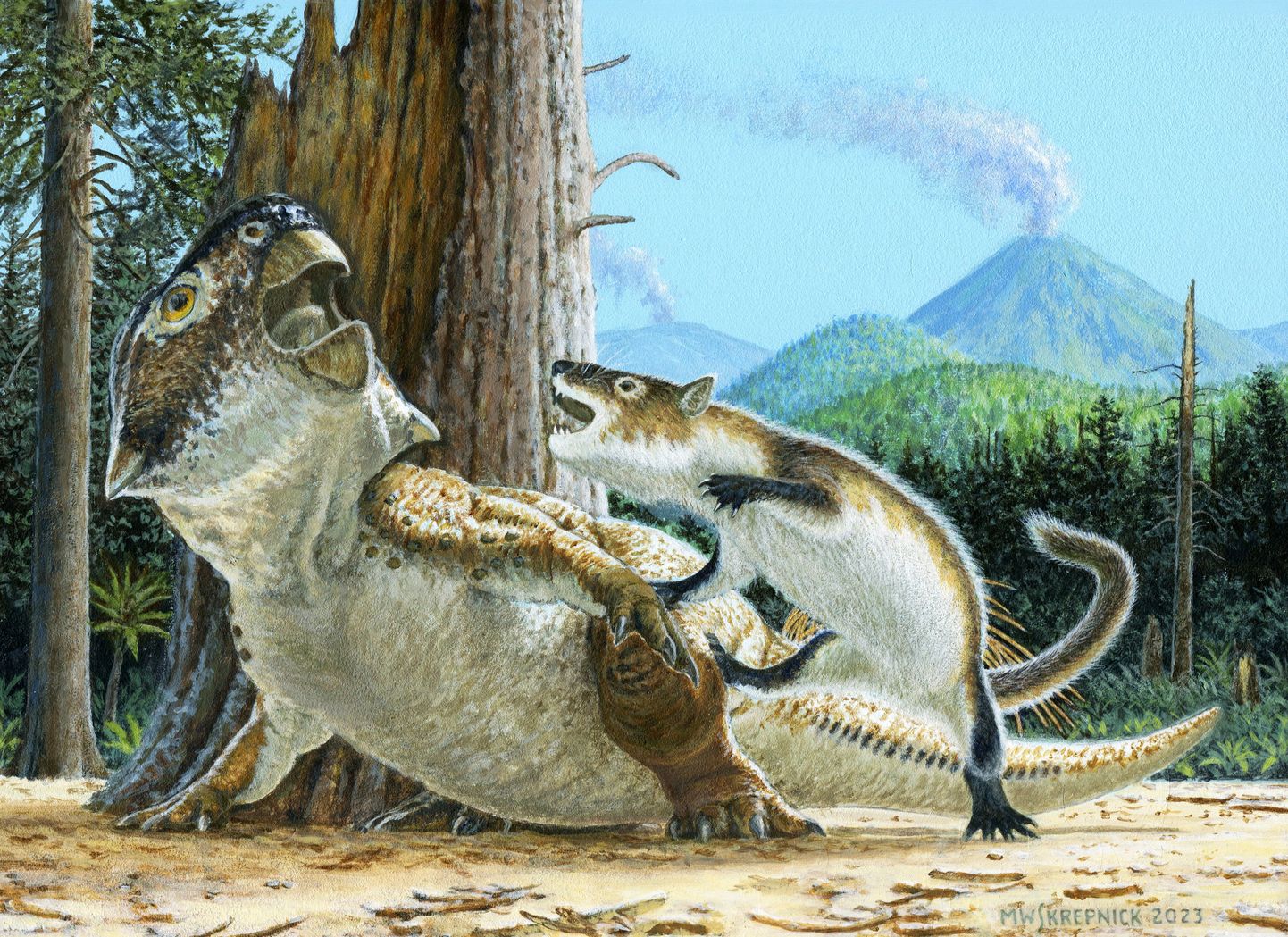 Kunstniku illustratsioon lihasööja imetaja Repenomamus robustus ja taimetoitlasest dinosauruse Psittacosaurus lujiatunensis ürgsest kokkupuutest.