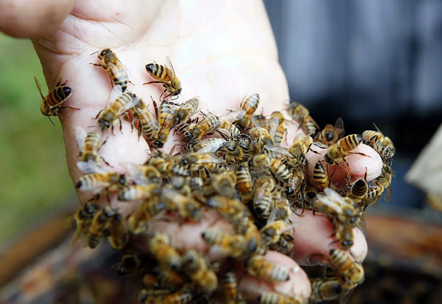 Olustvere mesinikke õpetab Valmar Lutsar, kelle sõnul ei ole raudtee umbrohutõrje kooli mesilastele liiga teinud.