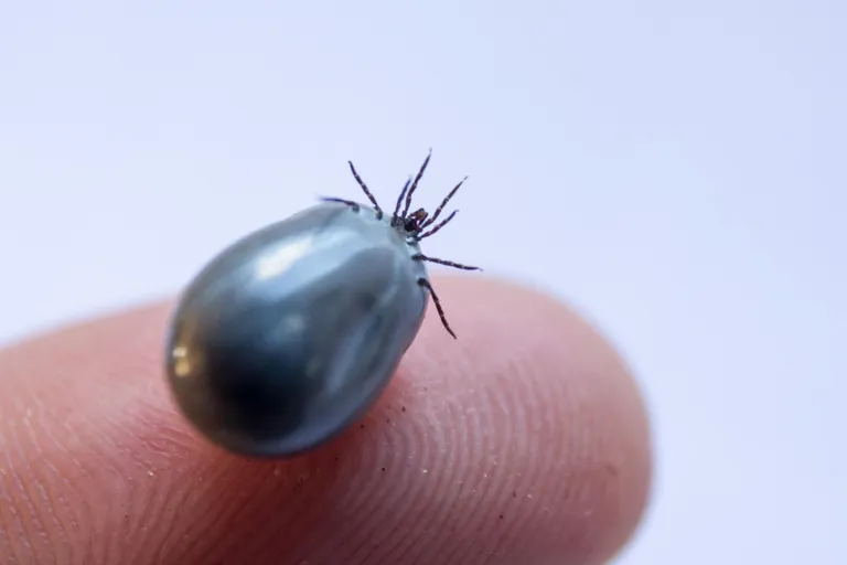 Puukentsefaliidi vastu vaktsineerimine on teadmata ajaks edasi lükatud.