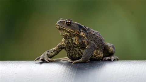 Sākusies krupju migrācija – krupju glābšanas kampaņa gaida jaunus brīvprātīgos