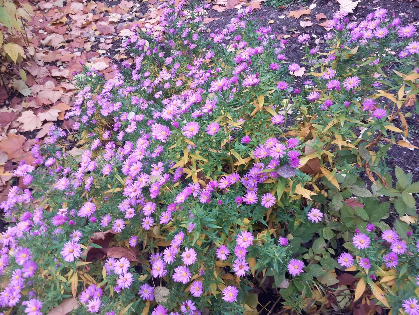 Kõige rikkalikumalt õitseja on novembris madal sügis­aster ‘Herbstgruss vom Bresserhof’.