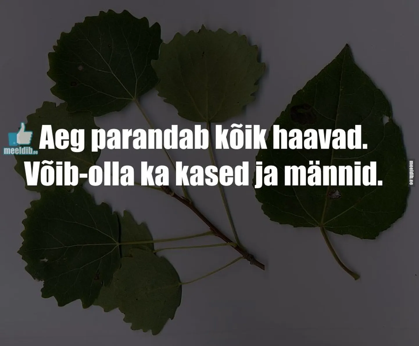 Artikli foto