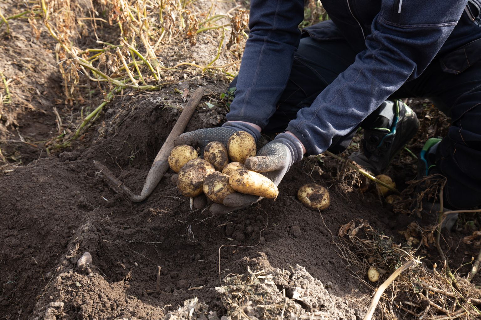 Вместо цветочных клумб и газонов на дачных участках у россиян появятся картофельные грядки.