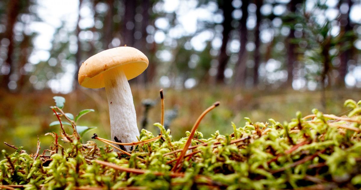 Kilingi-Nõmmes lähevad lapsed metsa