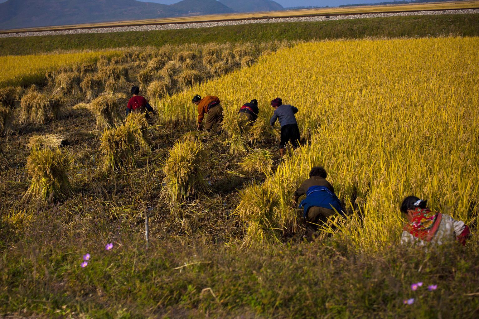 Группа людей в поле. Сельское хозяйство Северной Кореи. Северная Корея поля. Северная Корея Растениеводство.