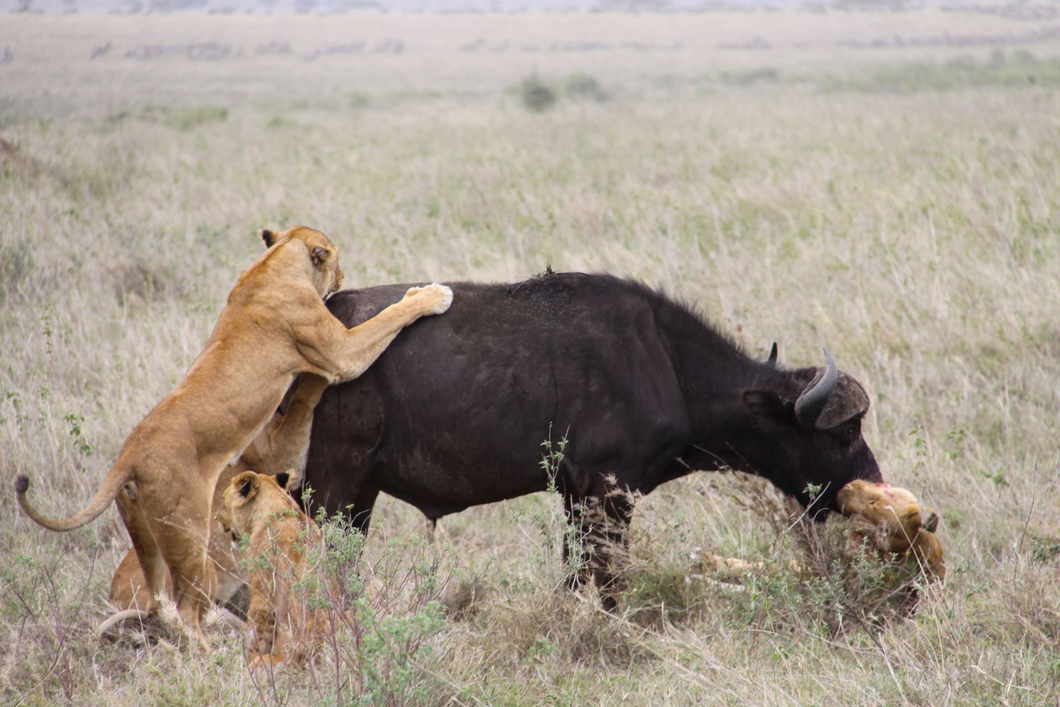 Emalõvid kutsikatele saagipüüdmist õpetamas (Serengeti rahvuspark)