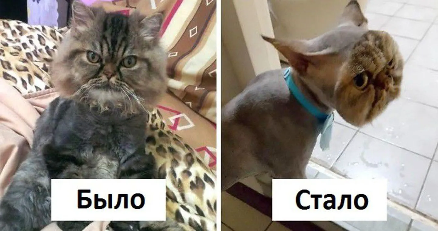 Фото статьи