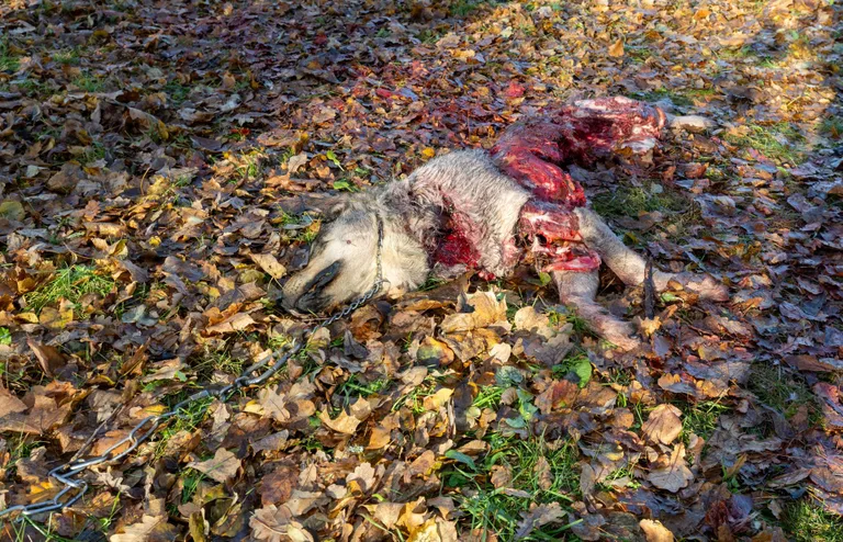 Murtud koera sõid hundid poolenisti.