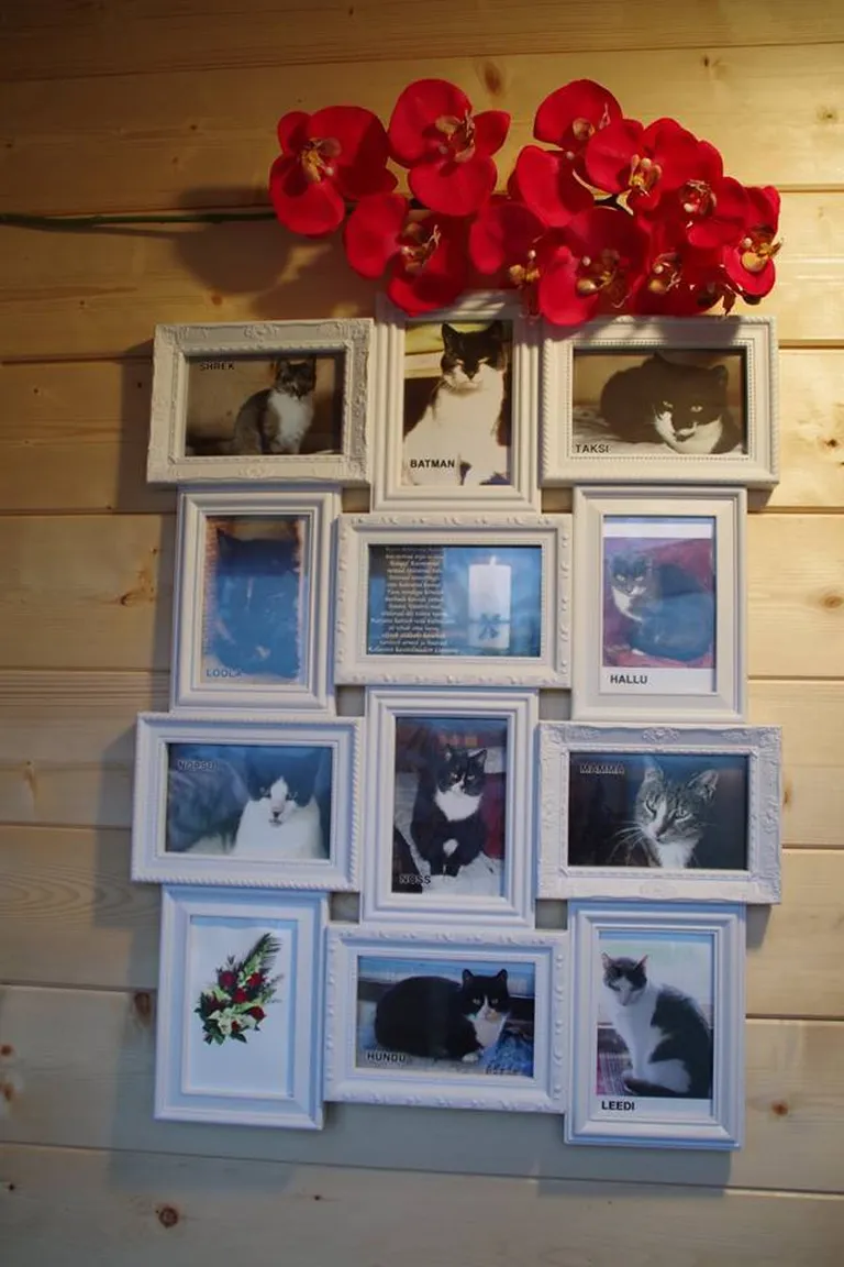 Need kümme kassi — Noss, Nöpsu, Hallu, Taksi, Leedi, Mamma, Hundu, Shrek, Loola ja Batman — jätsid oma elu tuleleekide ja suitsu keskele.