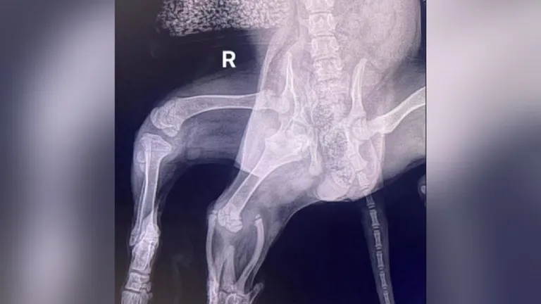 На рентгеновском снимке видно, что у Ариэль было два тазобедренных сустава с правой стороны