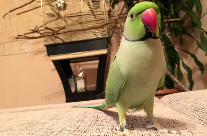 Баласы мен анасының жыныстық қатынасқа түскен порно мультфильмі