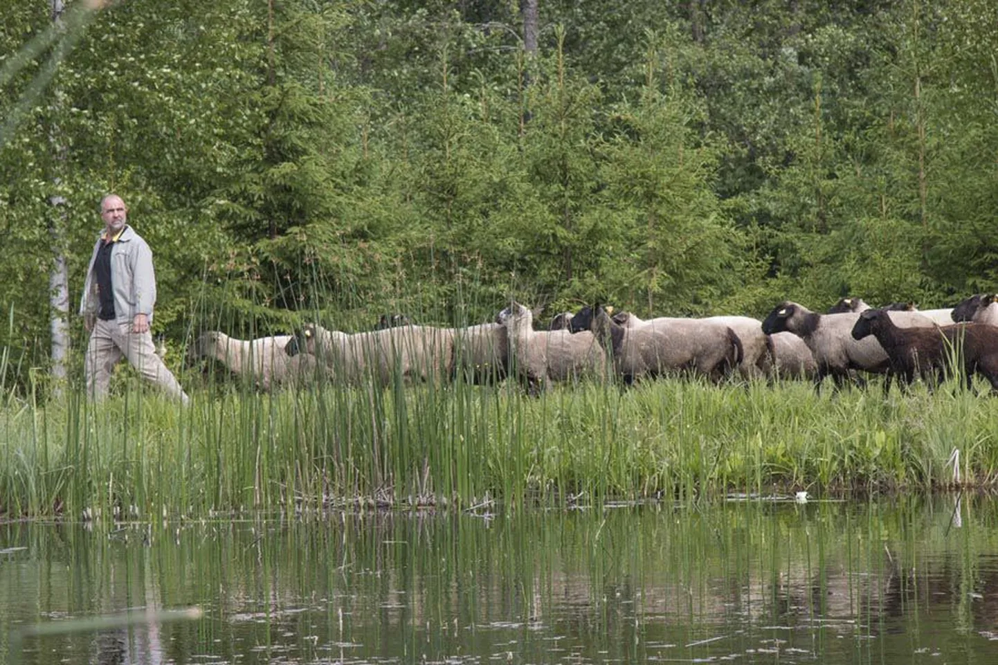 Kõrgemäe turismitalu peremees Ivar Seidla näitab lambakarja, mis on tema majapidamises tõusnud turistide majutamisest tähtsamale kohale.