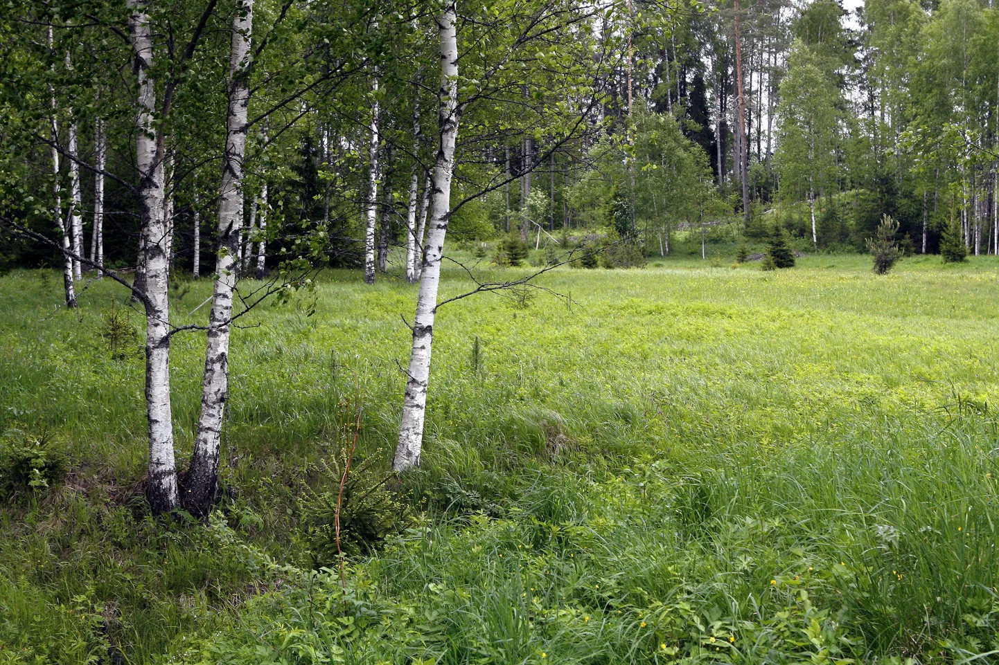 Jaanipäev