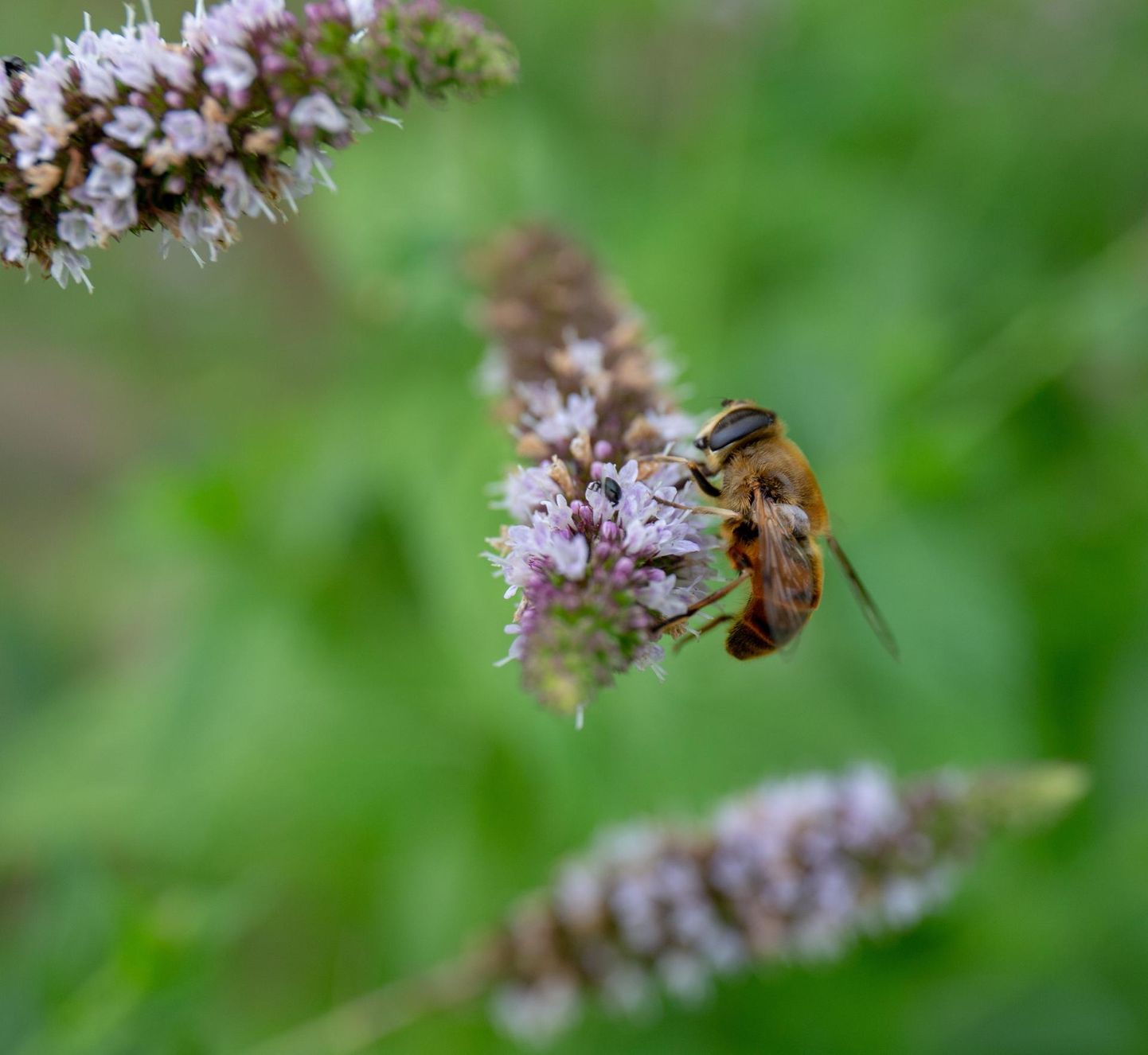 Mesilaste ja tolmeldajate arv väheneb terves Euroopas.