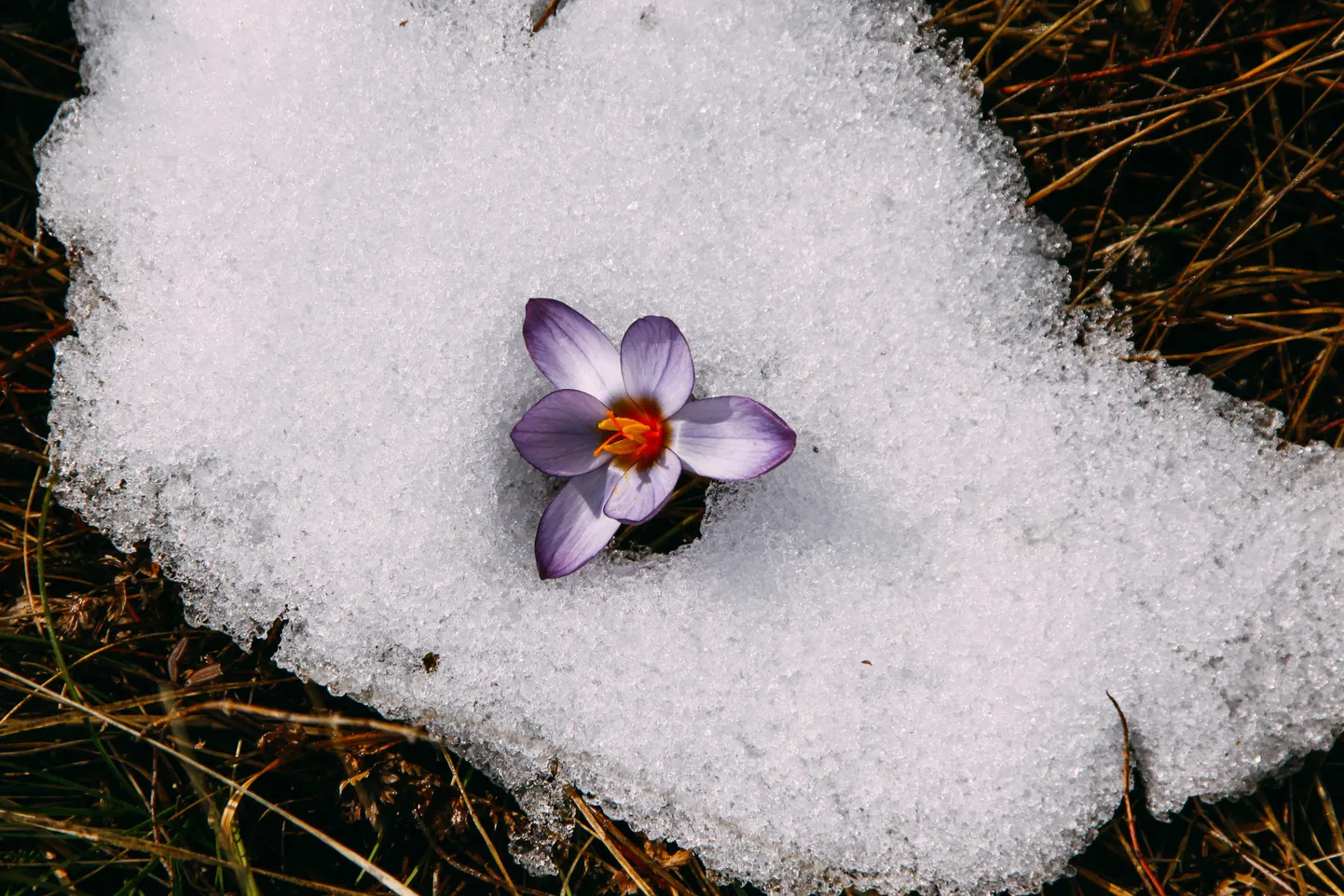 Весенний цветок в снегу