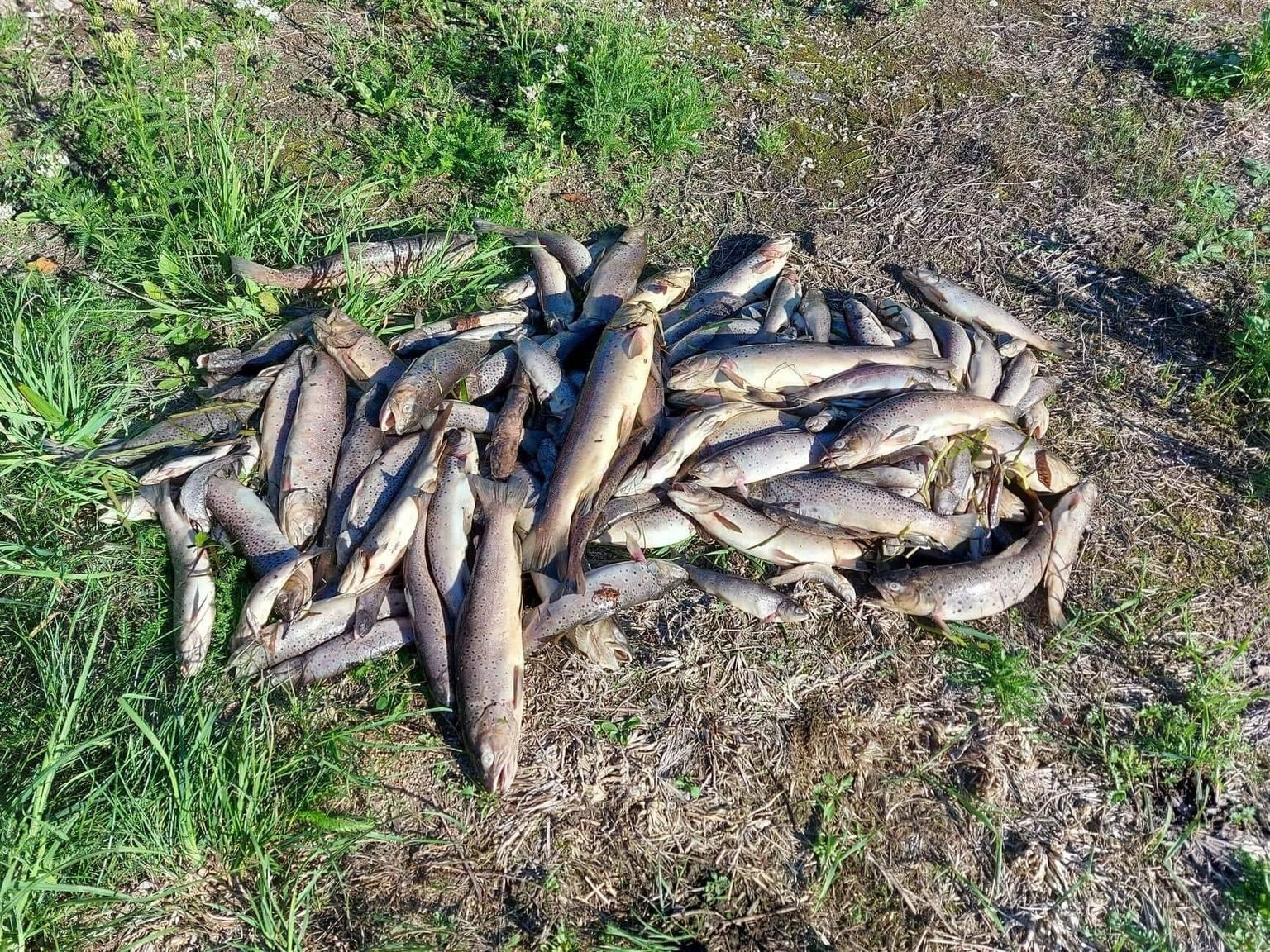 Kolmapäeva õhtuks oli ainuüksi hukkunud jõeforelle leitud pea 3000. Vabatahtlikud kardavad, et surnud kalade hulk võib küündida 10 000ni.