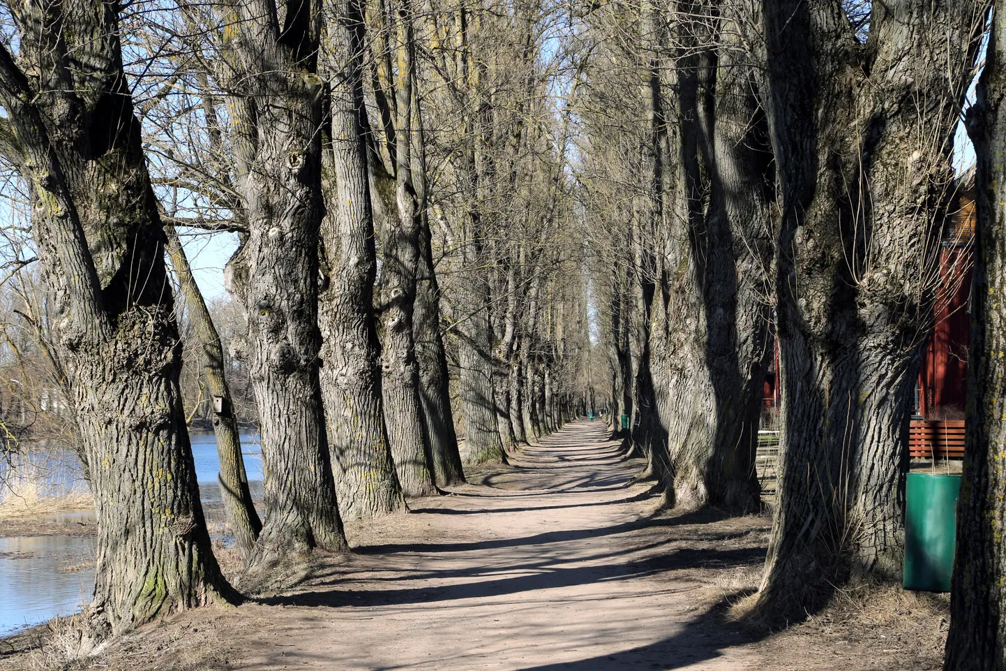 Emajõe ääres asuv papliallee.