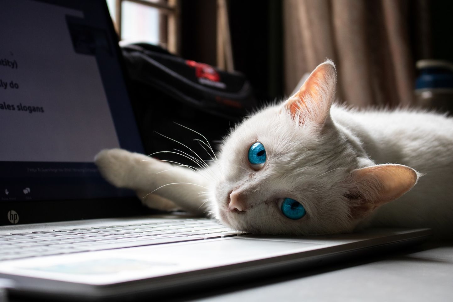 Даже котики млеют от интернета.