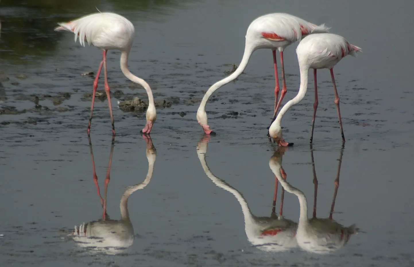 Flamingod