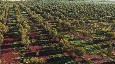 Austraalia rohebluff ⟩ Metsastamiskava osutus tühjaks jutuks aga riik müüb oma rohesertifikaate edasi