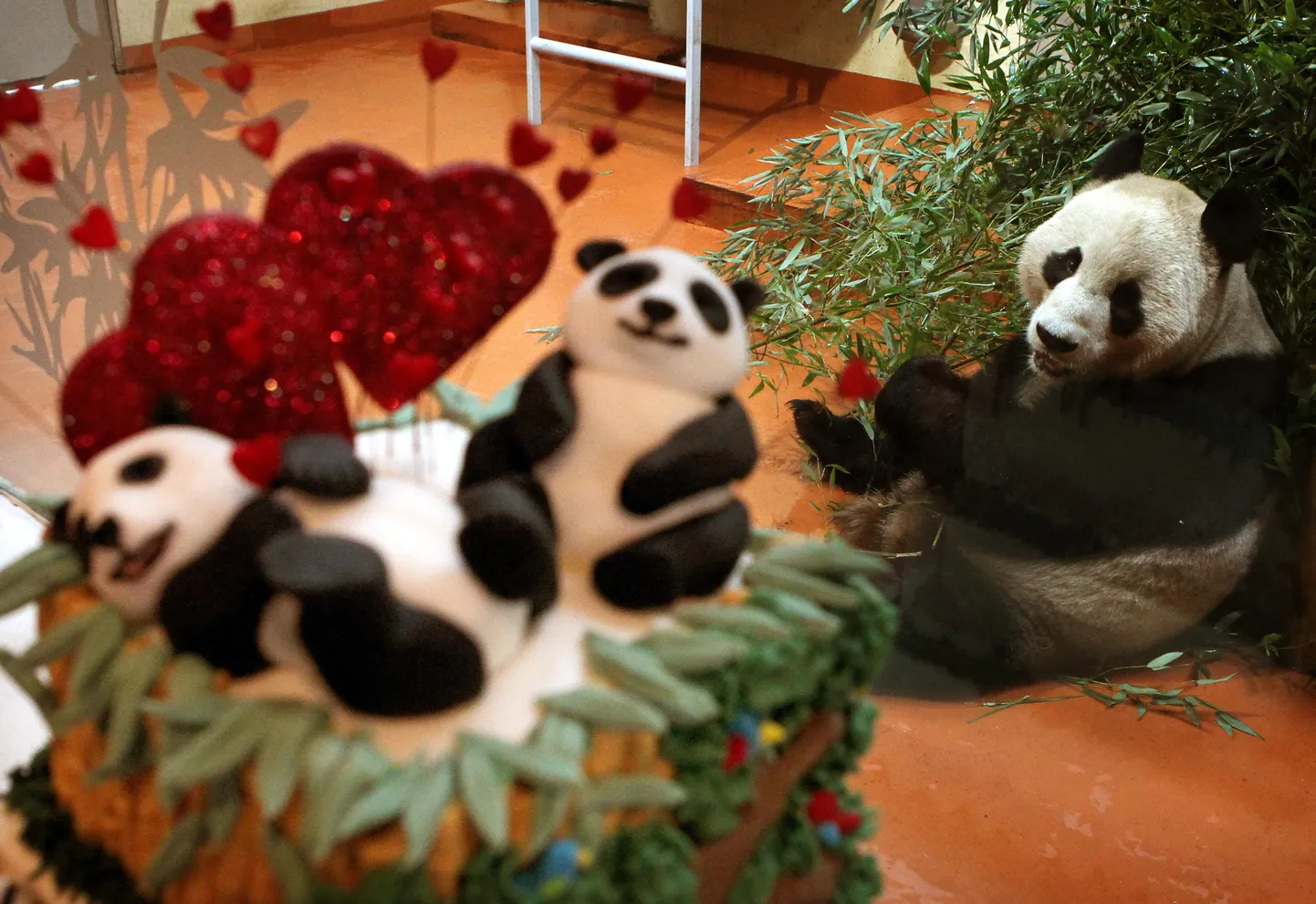 Edingburgi loomaaja panda naudib sõbrapäeva üllatust. Pilt on illustratiivne.