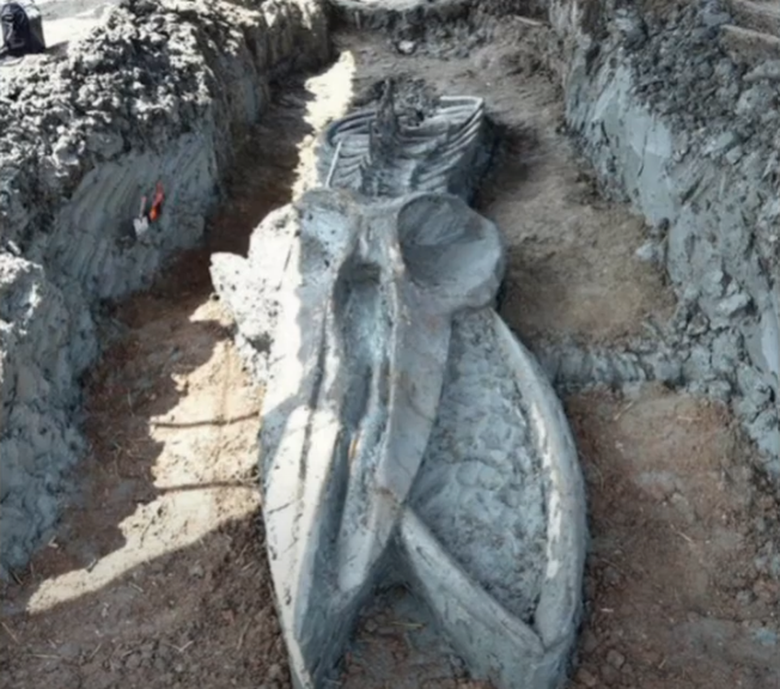 Tai paleontoloogid leidsid iidse vaala skeleti