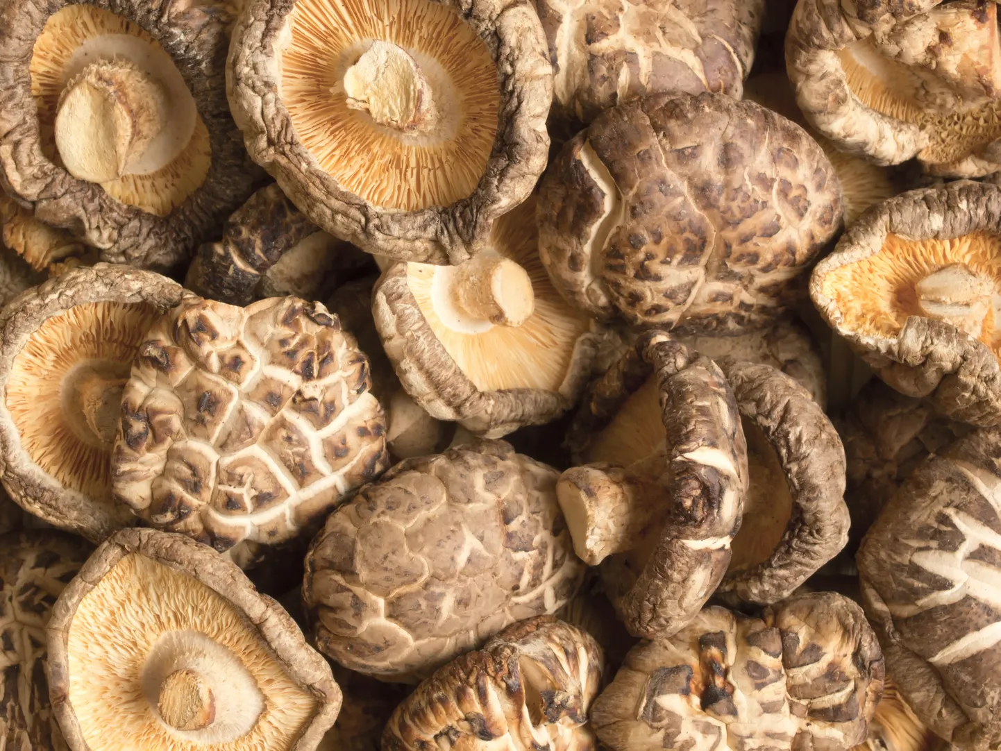 Shiitake seened.