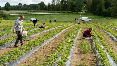 Tööd nappis: tuhatkond noort jäid suvel taas töömalevate uste taha