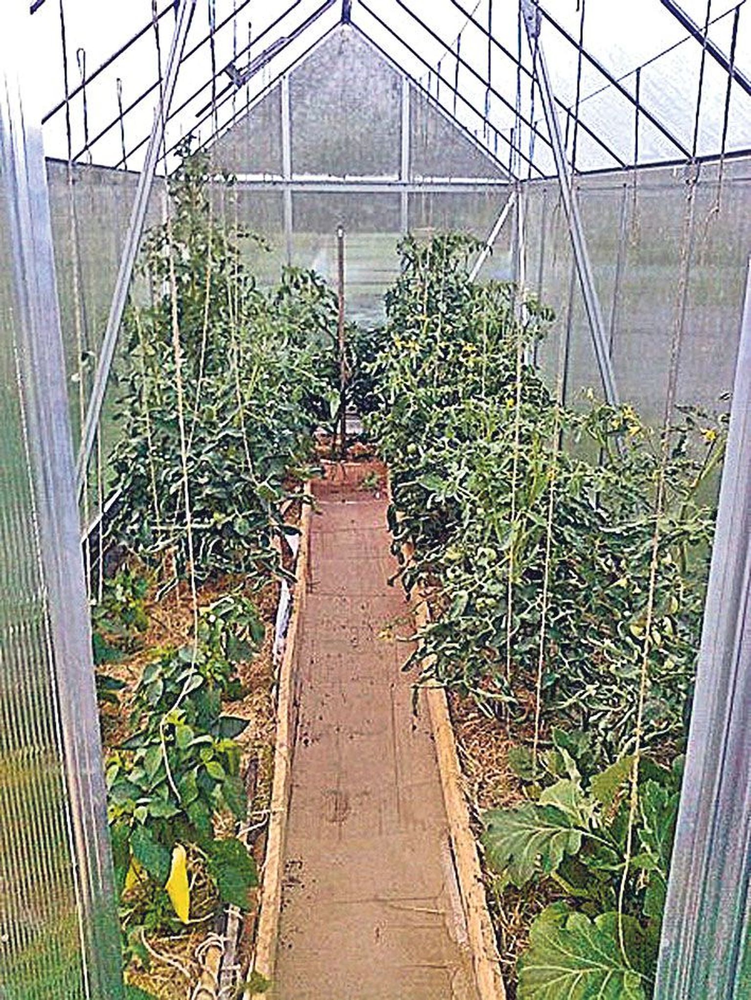 Aidi Vallik pidi mätaste vahele istutatud tomateid kastma vaid mõne korra terve suve jooksul.
