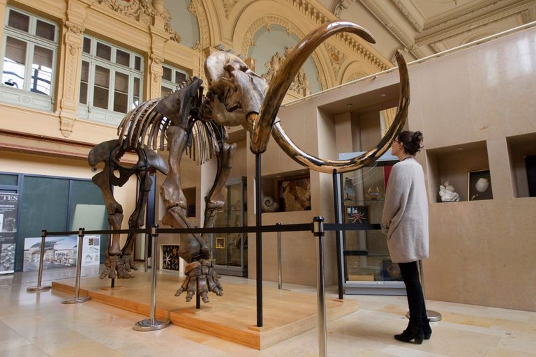 Prantsusmaal Lyonis oksjonil müüdud mammutiskelett