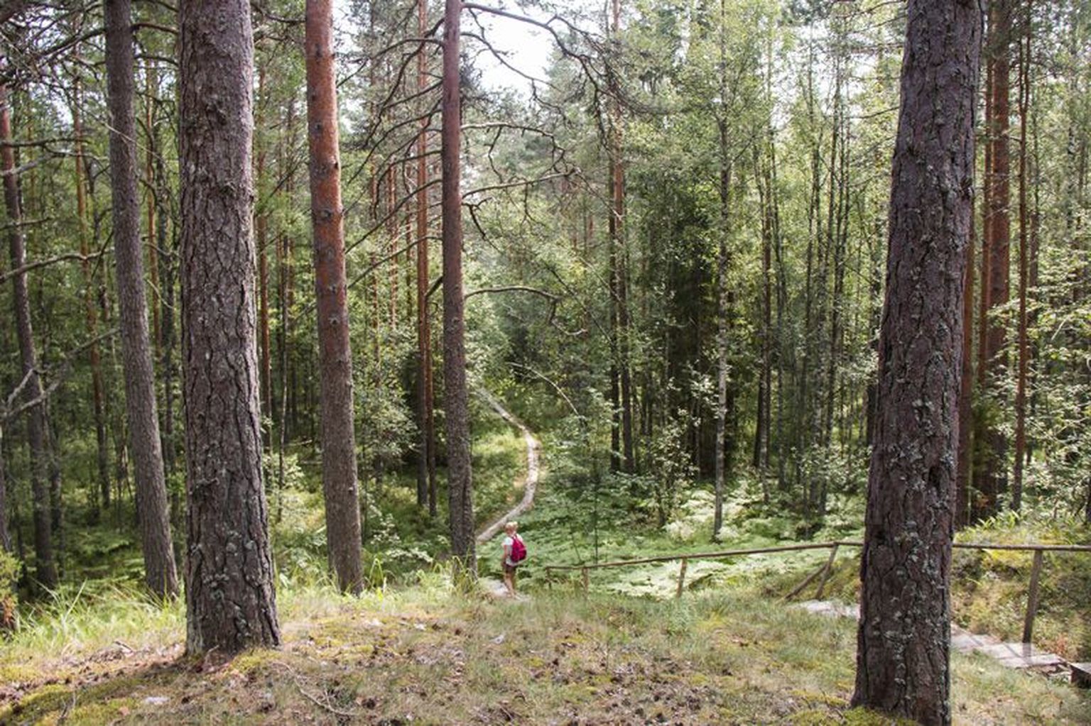 Tudu Seljamäe matkarajal saab tutvuda nii kõrgete põlis- kui jändrike rabapuudega.