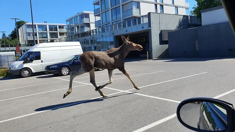 Põder Viimsi Coopi parklas.