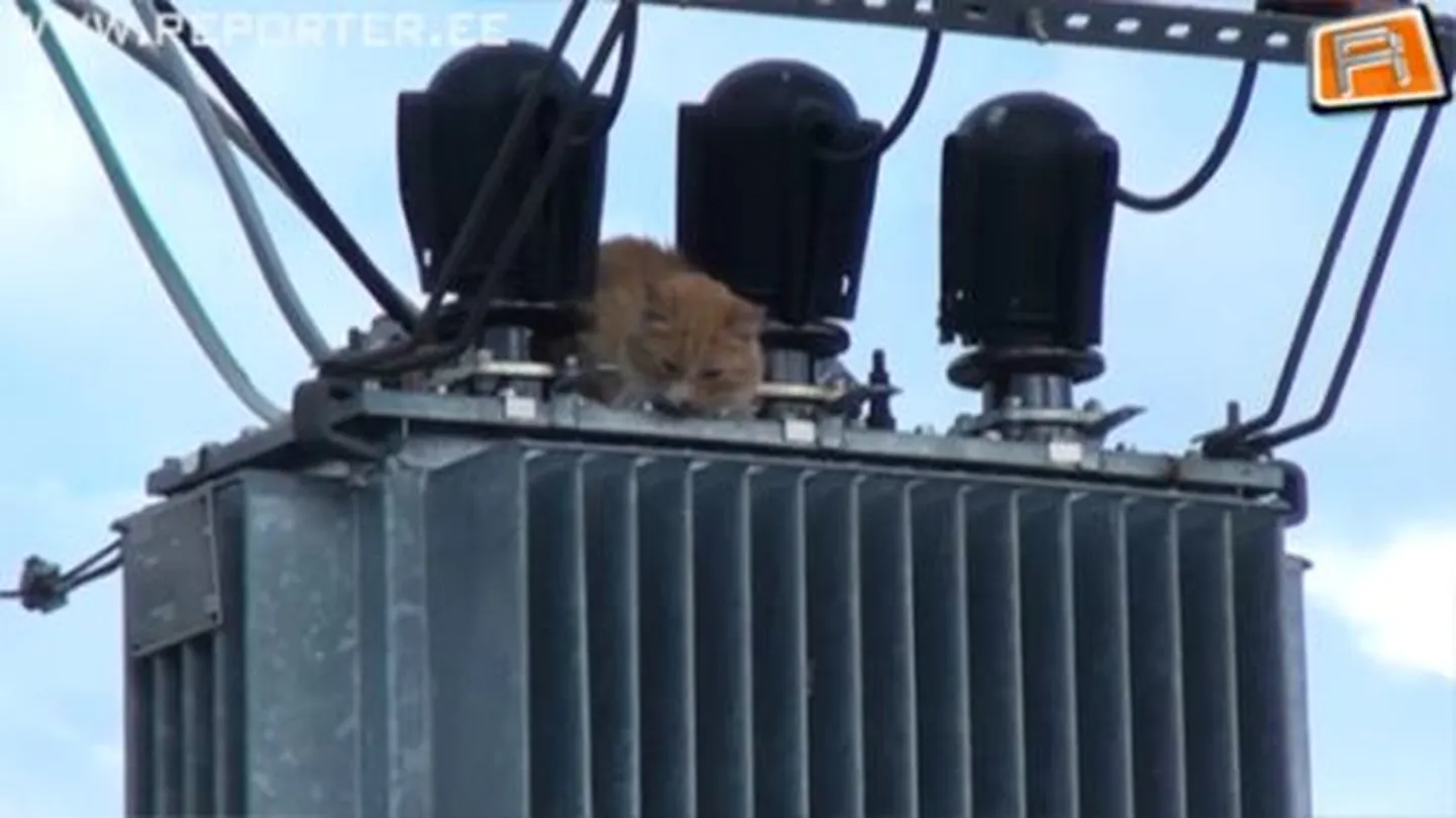 Кот забрался на столб элетропередачи.