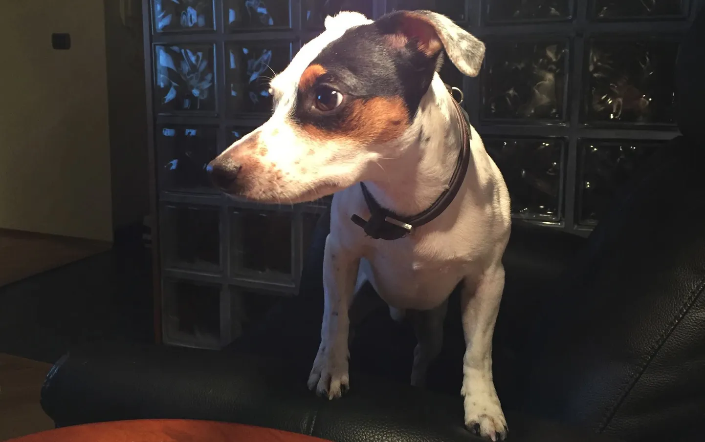Jack Russeli terjer Diamond.
