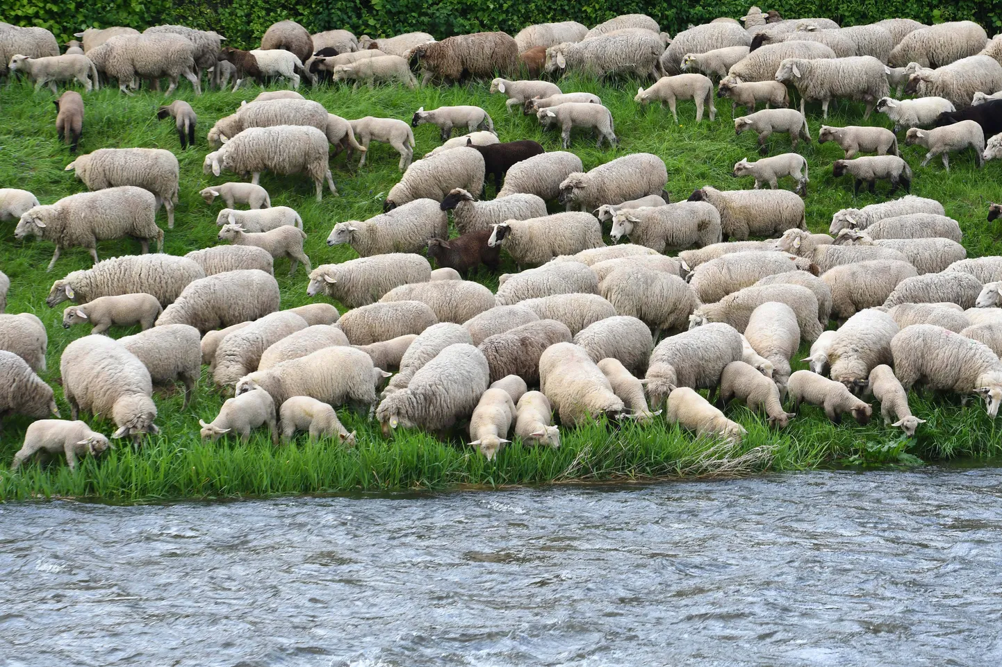Artikli foto