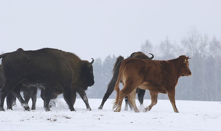 Корова, убежавшая с пастбища одной из ферм в Польше около трех месяцев назад, присоединилась к стаду зубров.