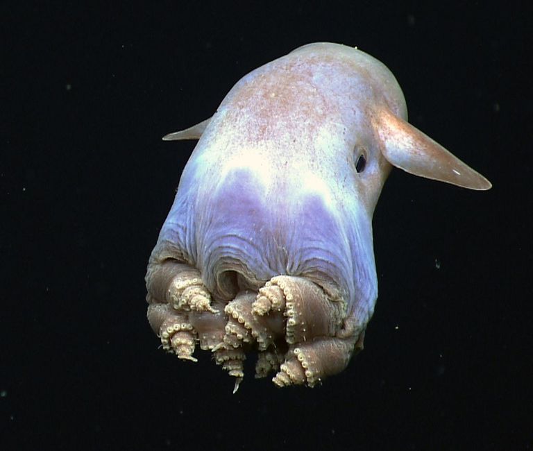 Dambo astoņkājis