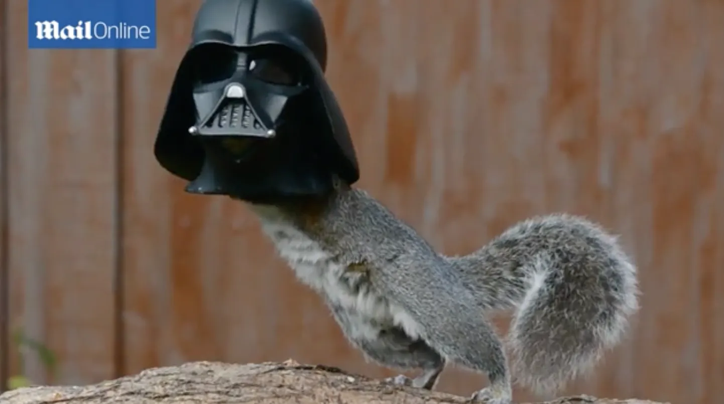 Darth Vaderist orav.
