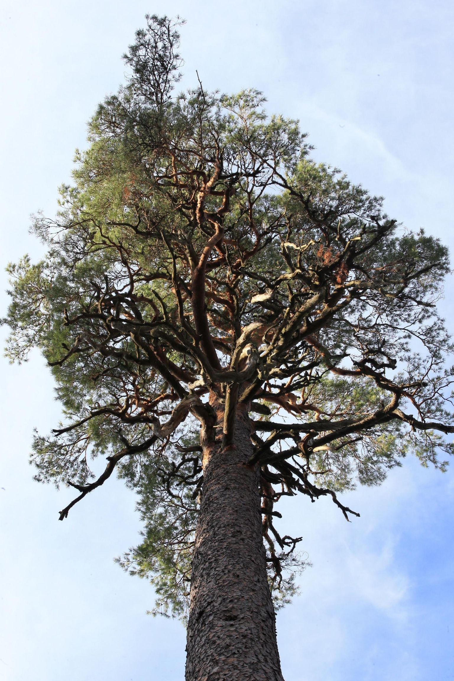 Järvseljal kasvav ligi 400 aasta vanune Kuningamänd pistis Euroopa aasta puu konkursil rinda 15 konkurendiga.